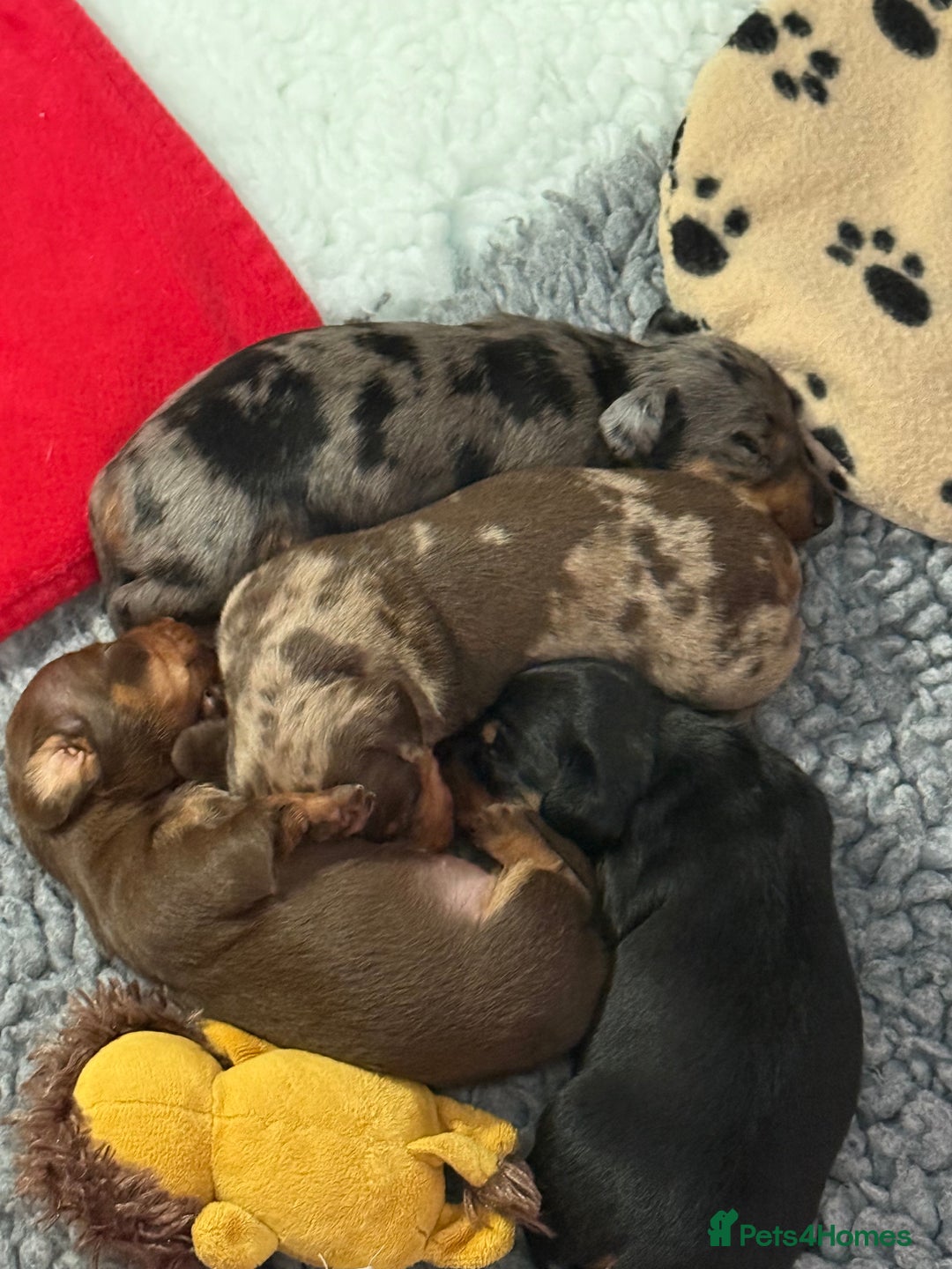 Miniature Dachshund dogs for sale: Kc reg miniature quality dachshunds  - Advert 4