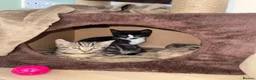 Mixed Breed cats for sale: x2 12 week old kittens (MUST GO TOGETHER) - Advert 4