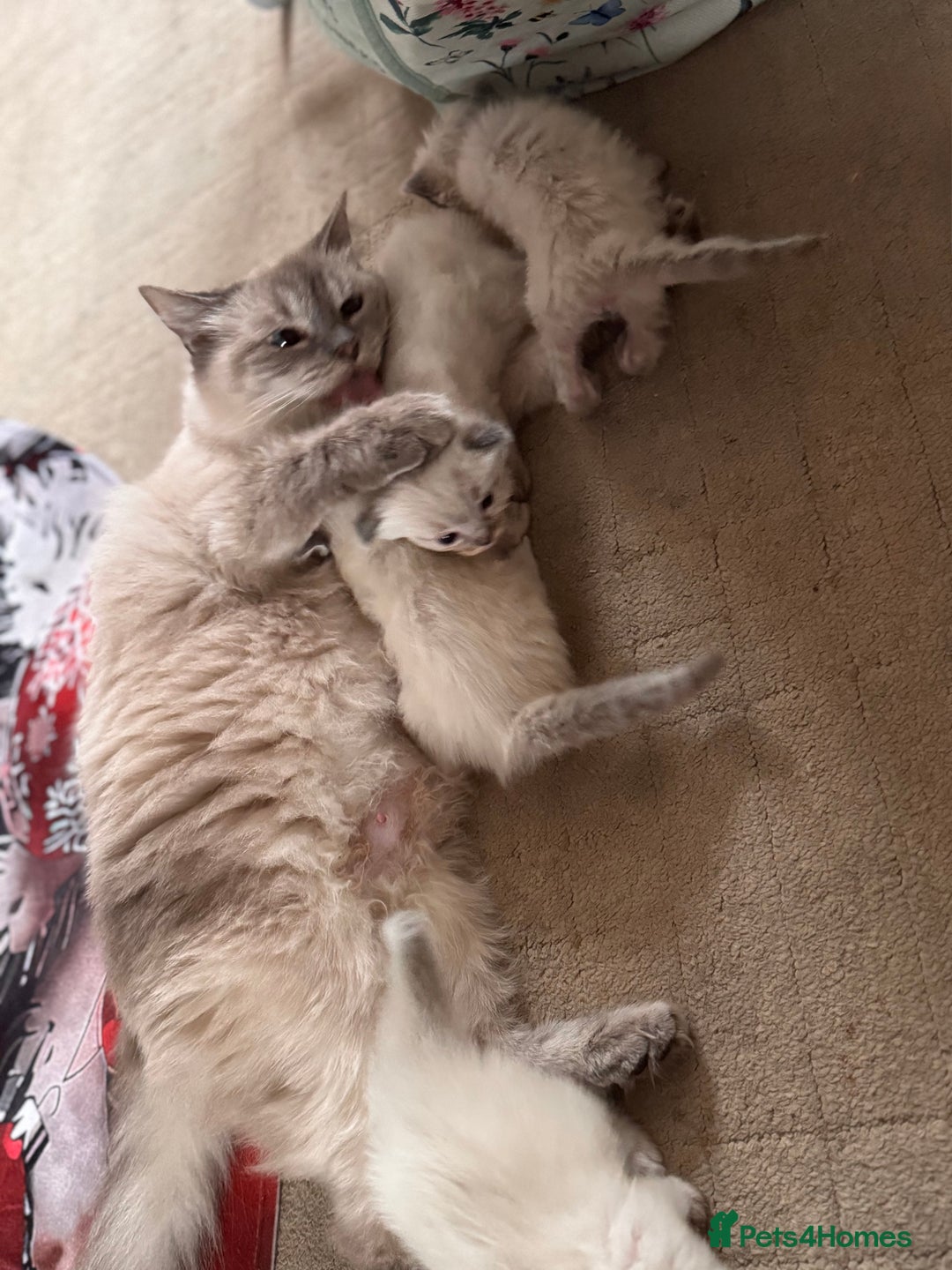 Ragdoll cats for sale: Ragdoll Kittens Looking for comfy Sofas 🐾 - Advert 5