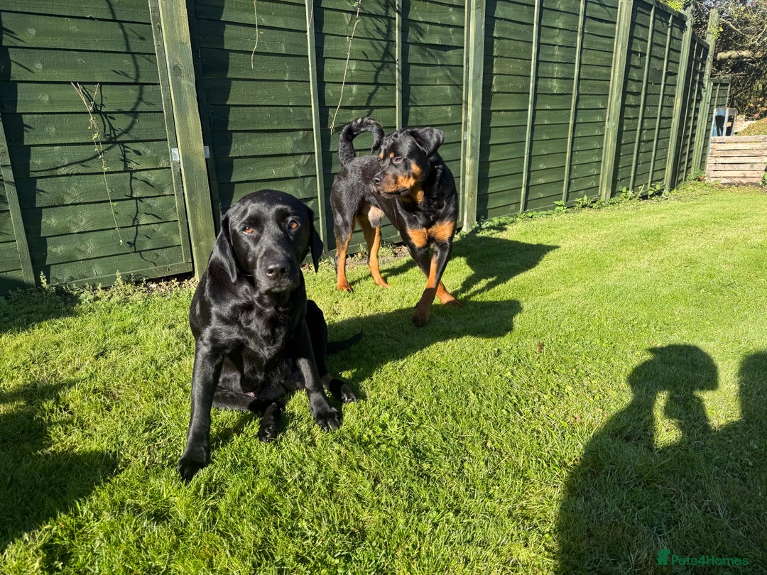 Mixed Breed dogs for sale: Labrotties - Image 2