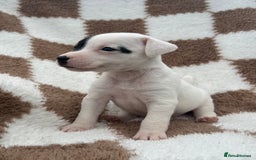Jack Russell dogs for sale: 5 true to type jack russels  - Image 13
