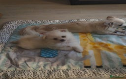 Pomchi dogs for sale: Stunning fluffy babys ready now  - Image 5