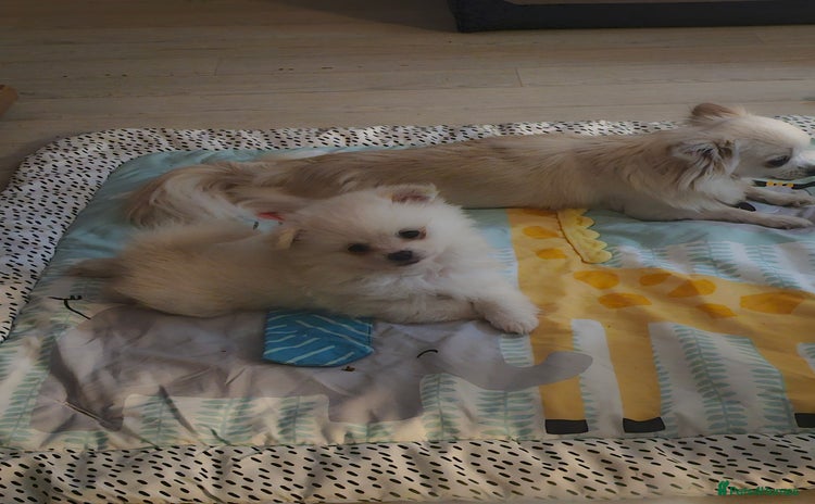 Pomchi dogs - Advert 1