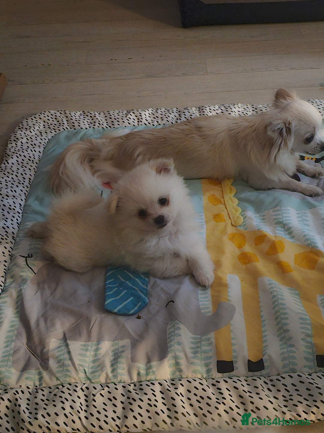 Pomchi dogs for sale: Stunning fluffy babys ready now  - Image 5