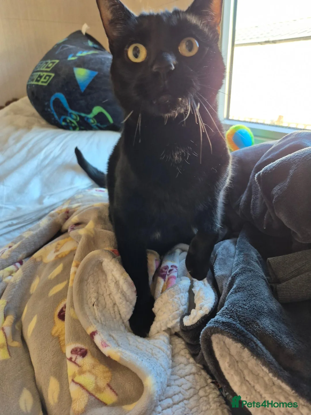 Mixed Breed cats for sale: Black male cat in Exeter - Advert 2