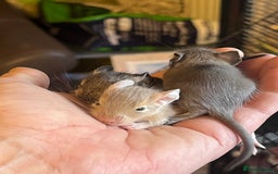 Degus rodents for sale: Baby Degus looking for loving homes - Image 5