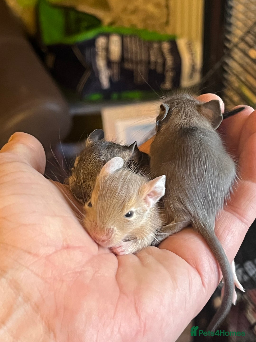 Degus rodents for sale: Baby Degus looking for loving homes - Image 5