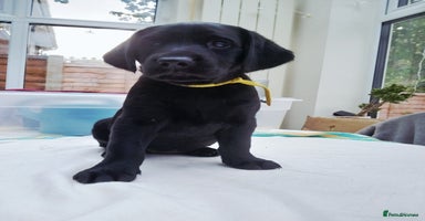 Labrador Retriever dogs - Advert 4