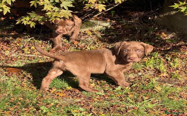 Labrador Retriever dogs - Advert 7