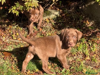Labrador Retriever dogs - Advert 26
