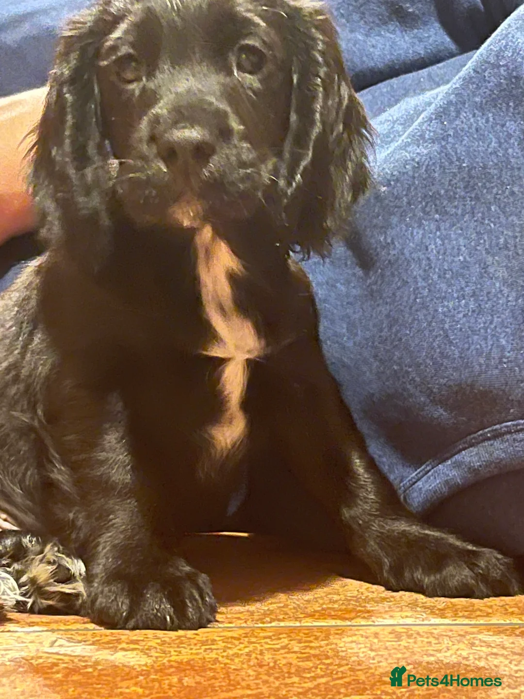 Cocker Spaniel dogs for stud: Working Cocker Spaniel available for Stud  in Chelmsford - Advert 17