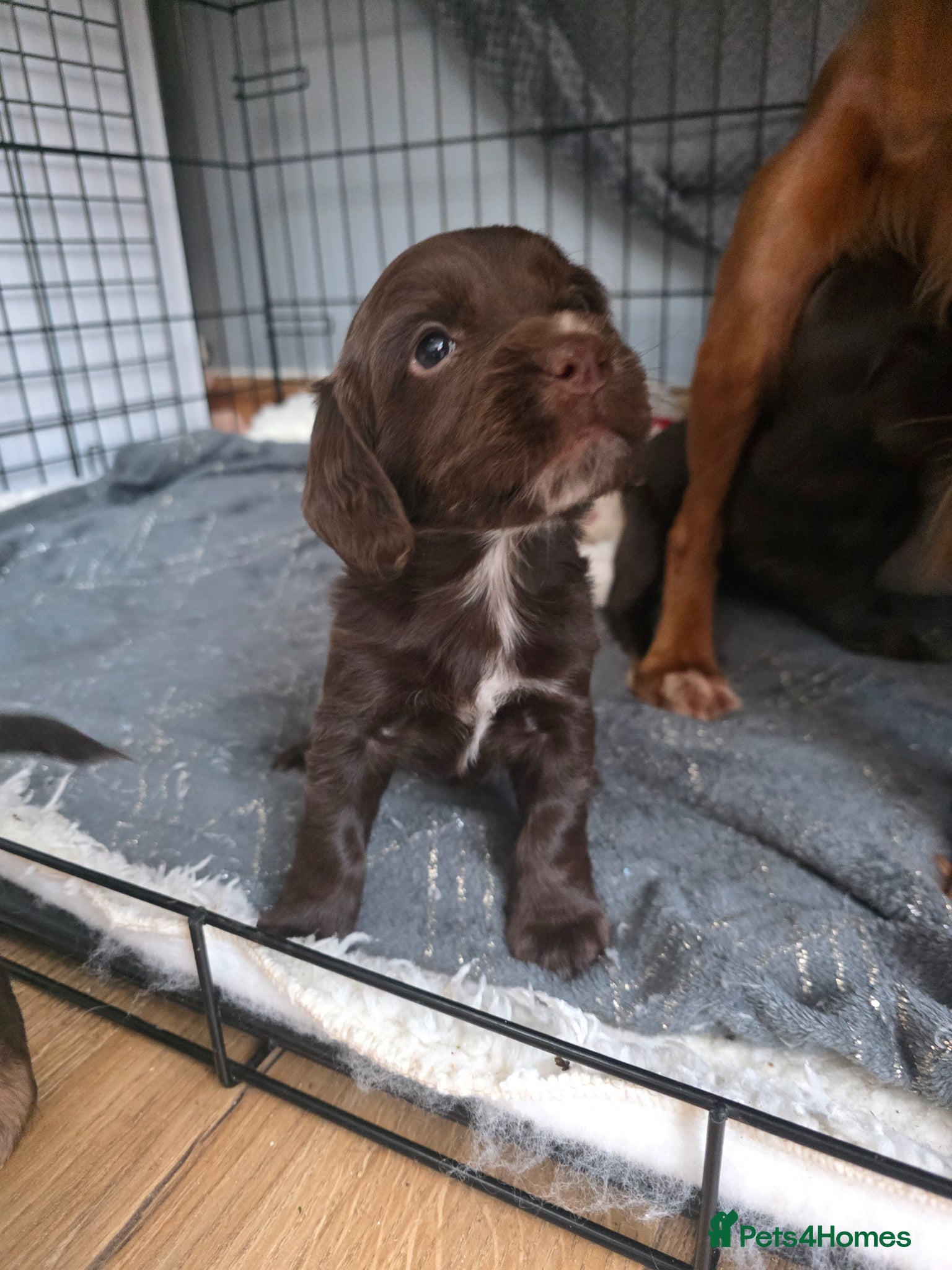 Cocker Spaniel dogs 2 x Stunning cockers  - Advert 1