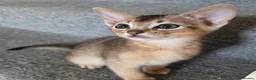 Abyssinian cats for sale: 💥Last TICA Registered Kitten Available💥! ❤️ - Advert 3