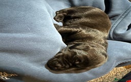 Labrador Retriever dogs for sale: black labradors - Image 7