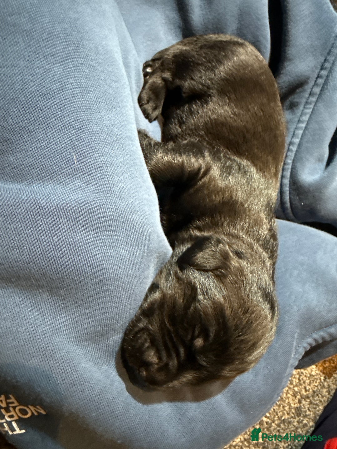 Labrador Retriever dogs for sale: black labradors - Image 7