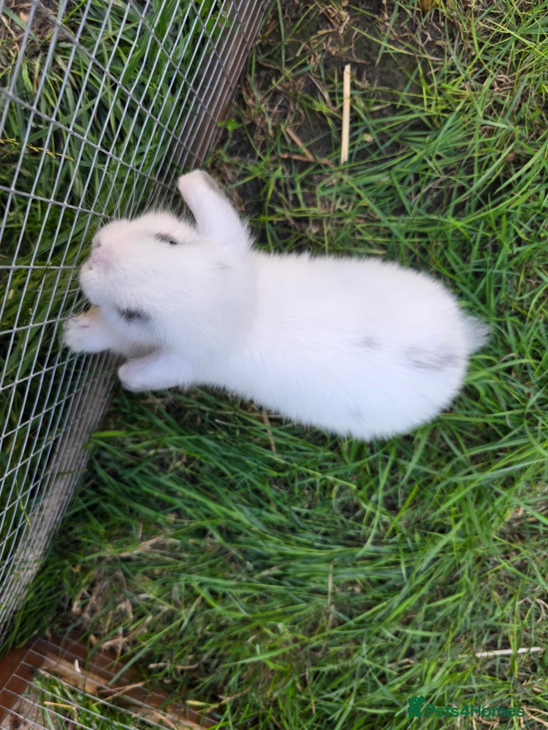 Mini Lop rabbits for sale: Full Mini Lop - Image 3