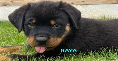 Rottweiler dogs - Advert 11