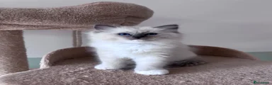 Ragdoll 3
