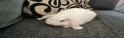 Mini Lop rabbits for sale: Beautiful mini lop babies ready NOW  - Advert 4