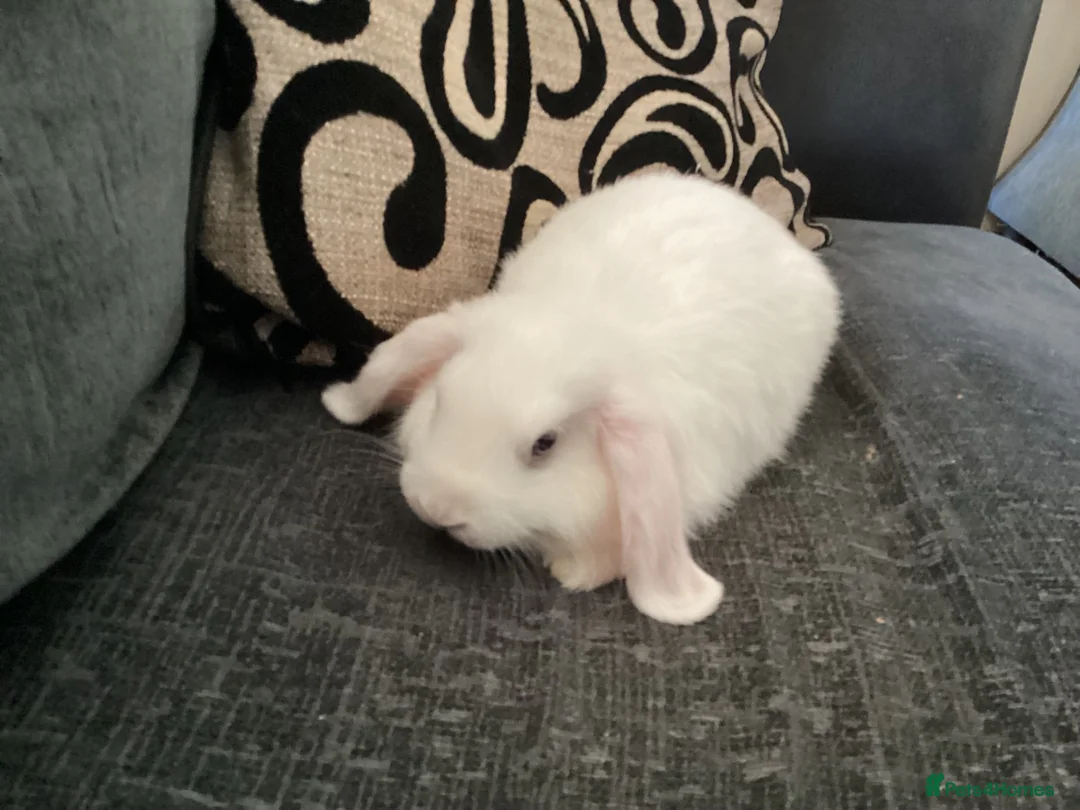 Mini Lop rabbits for sale: Beautiful mini lop babies ready NOW  - Advert 4