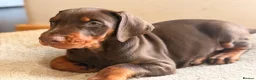 Dobermann dogs for sale: Doberman kennel club registered  - Advert 20