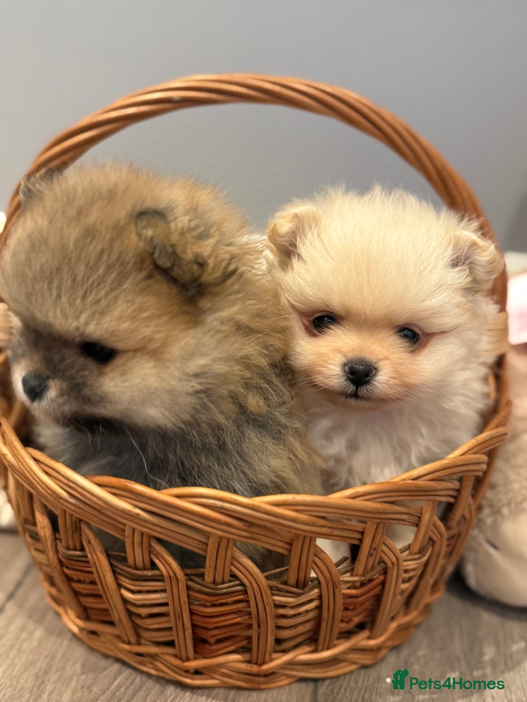 Pomeranian dogs for sale: Pomeranian puppies for sale .  - Advert 19
