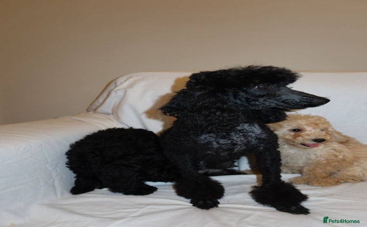 Poodle dogs - Advert 4