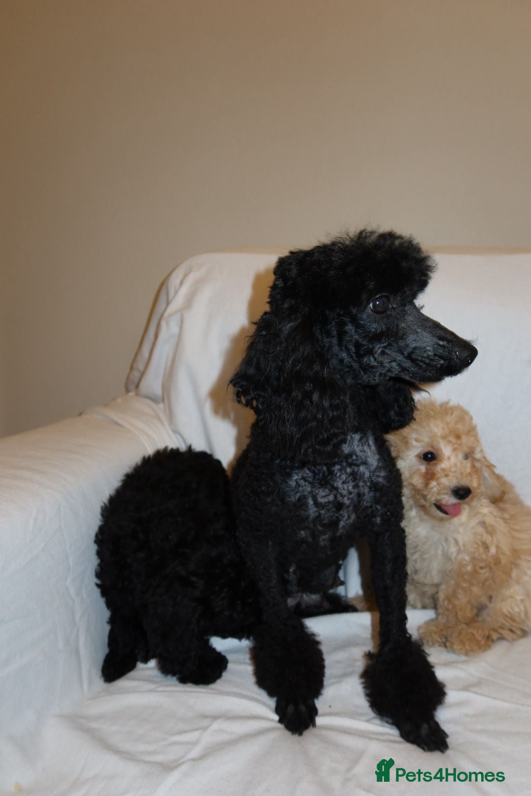 Poodle dogs for sale: Poodle puppies  - Image 1