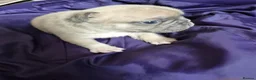 French Bulldog dogs for sale: French Bulldog Puppies in Nelson - Advert 26
