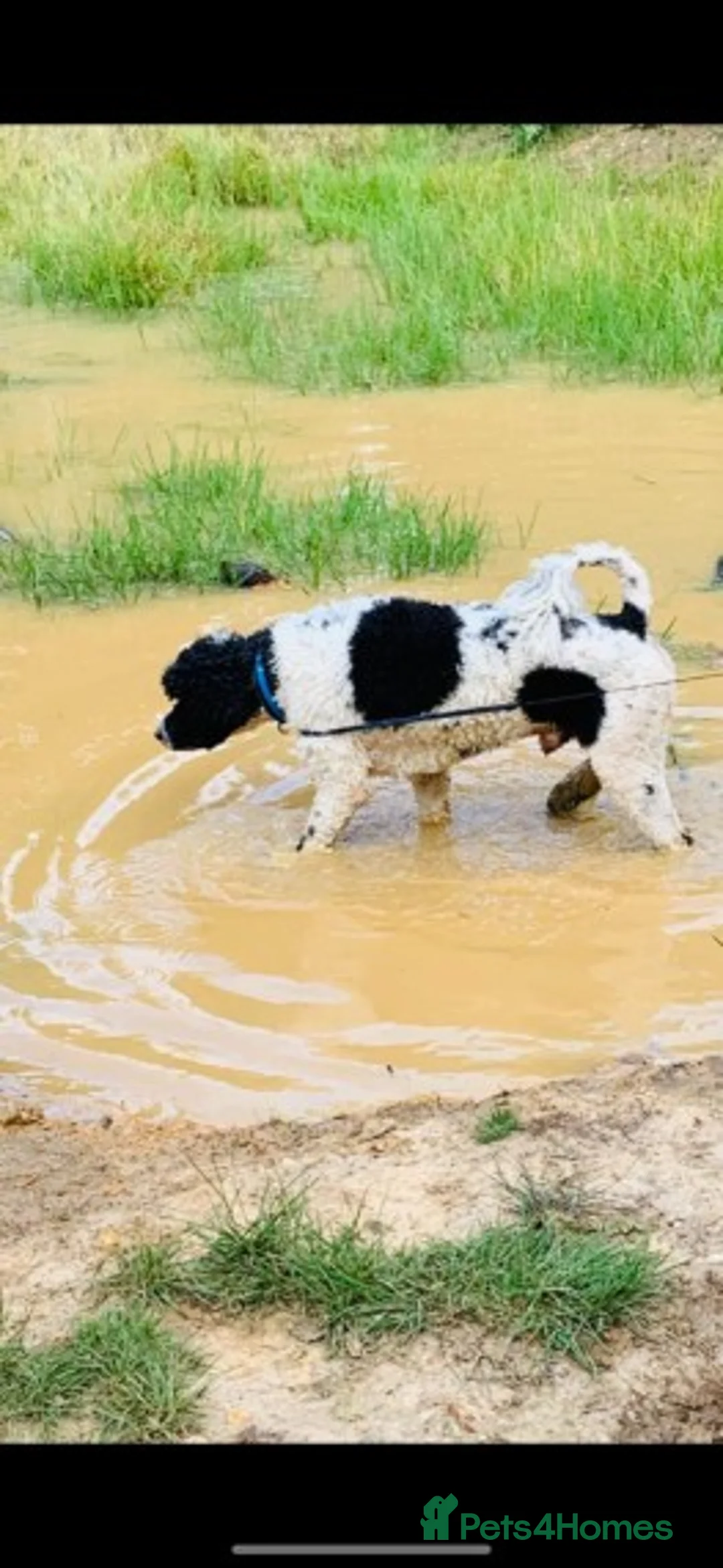 Standard Poodle dogs for stud: Standard party poodle in Marlborough - Advert 20