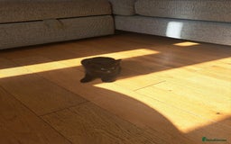 Mixed Breed cats for sale: Three playful kittens in search of forever home. - Image 3
