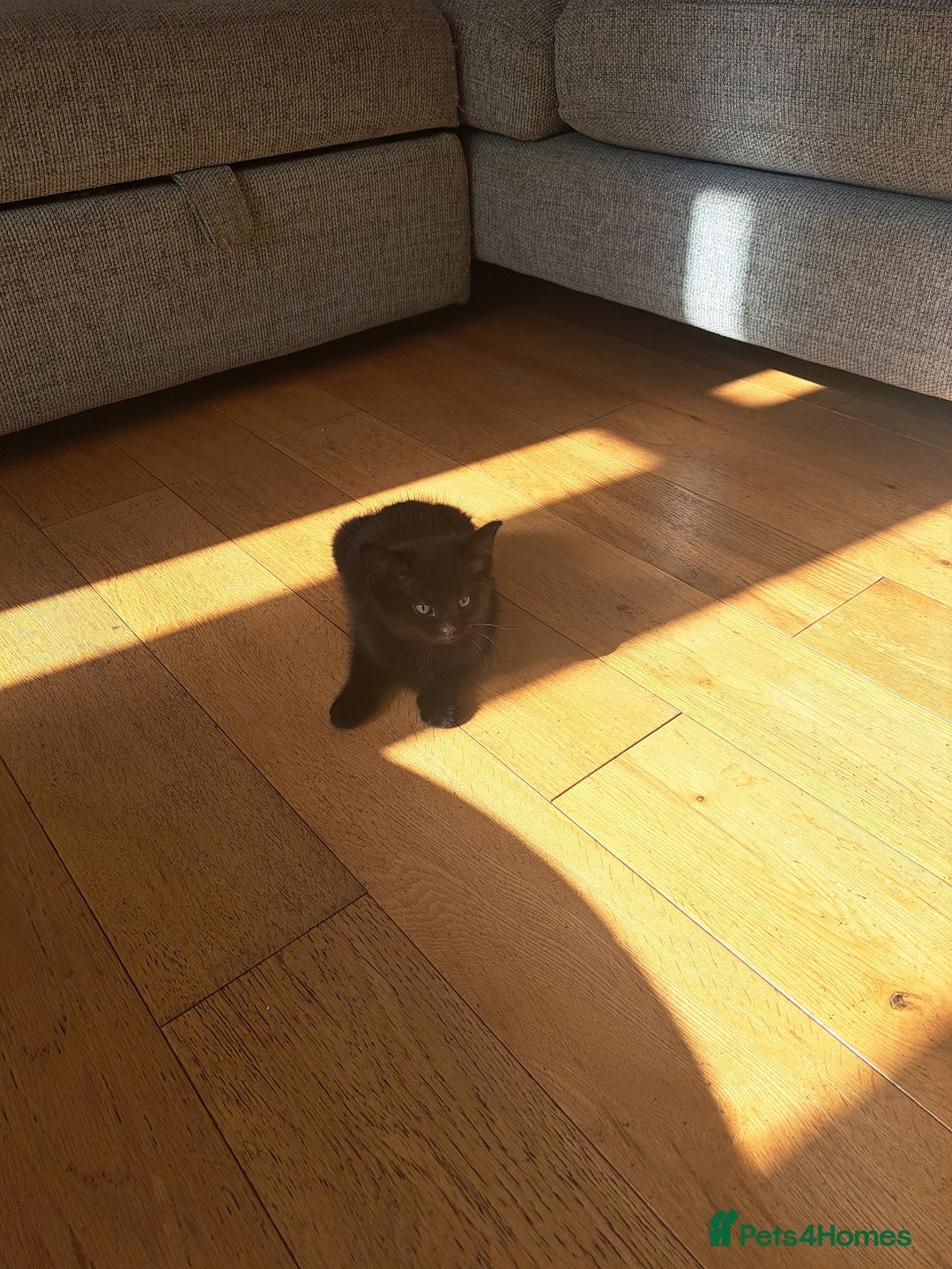 Mixed Breed cats for sale: Three playful kittens in search of forever home. - Image 3