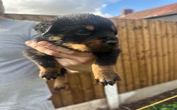 Rottweiler dogs for sale: Rottweiler puppies  - Image 4