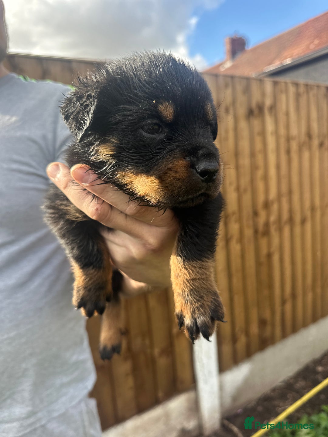 Rottweiler dogs for sale: Rottweiler puppies  - Image 4