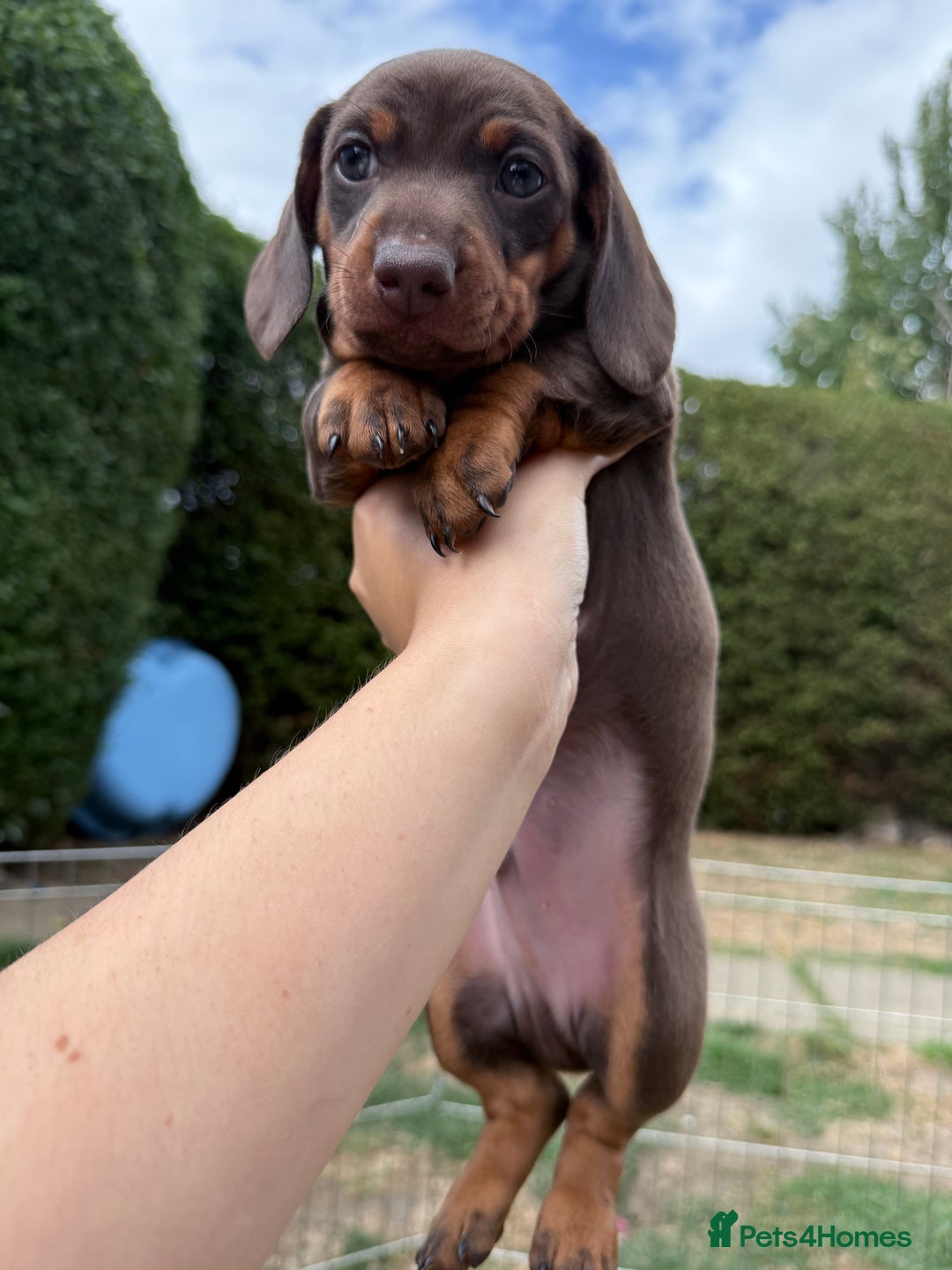 Miniature Dachshund dogs for sale: Miniature Dachshund Puppies  - Image 12
