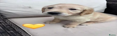 Golden Retriever 8