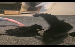Maine Coon cats for sale: 4 half mainecoon kitties ready for a home - Image 3
