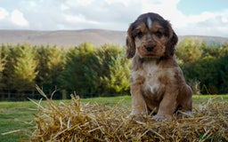 Cocker Spaniel dogs for sale: Show Cocker Spaniel puppies - Image 8