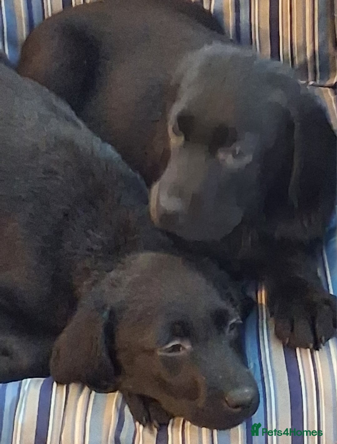 Labrador Retriever dogs for sale: Stunning big pedigree labrador puppies - Advert 17