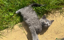 Scottish Fold cats for sale: Scottish-fold Kittens   - Image 26