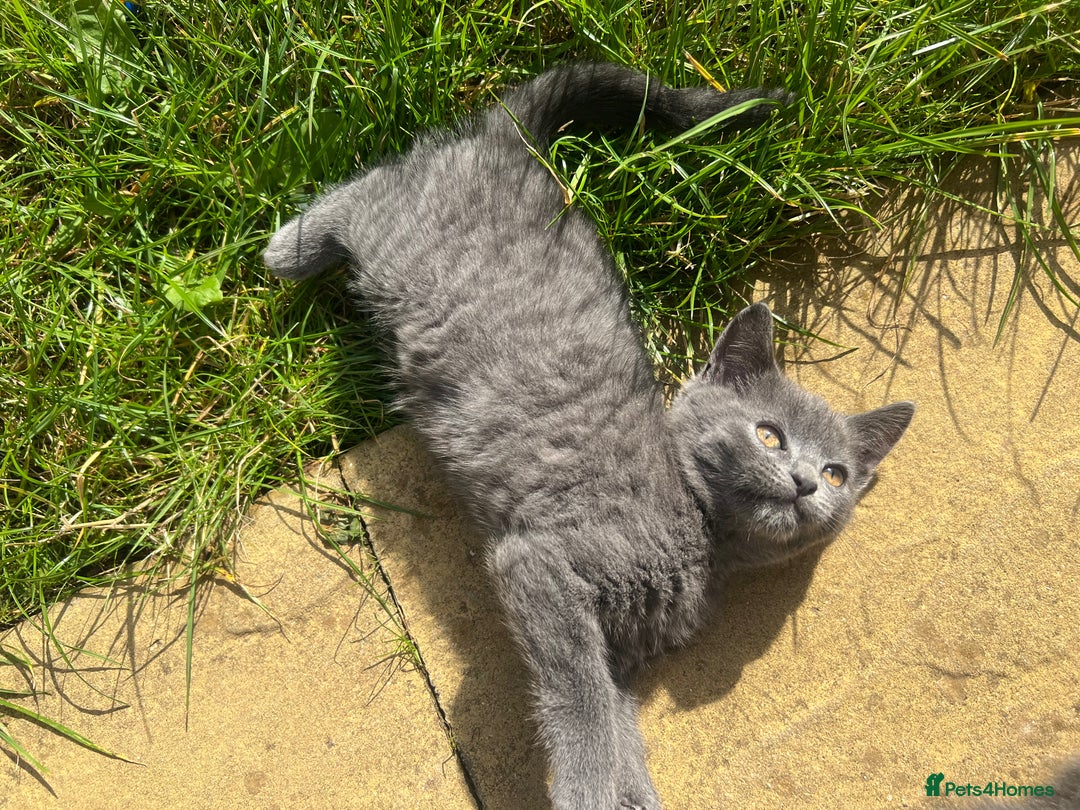 Scottish Fold cats for sale: Scottish-fold Kittens   - Image 26