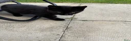 Bombay cats for sale: Bombay black male Kitten  **  in Dewsbury - Advert 3