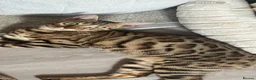 Bengal cats for sale: Female Bengal cat - Advert 1