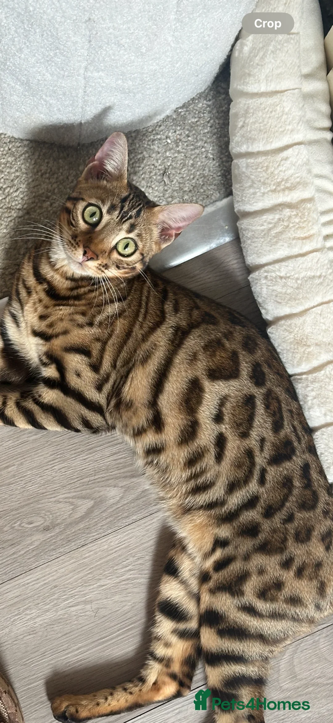 Bengal cats for sale: Female Bengal cat - Advert 1