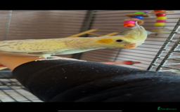 Cockatiels birds for sale: Yellow pearl cockatiel  - Image 2