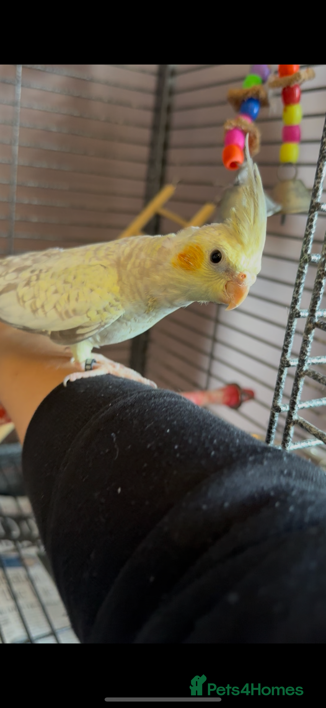 Cockatiels birds for sale: Yellow pearl cockatiel  - Image 2