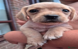 Mixed Breed dogs for sale: Pug x king charles cavalier  - Image 5