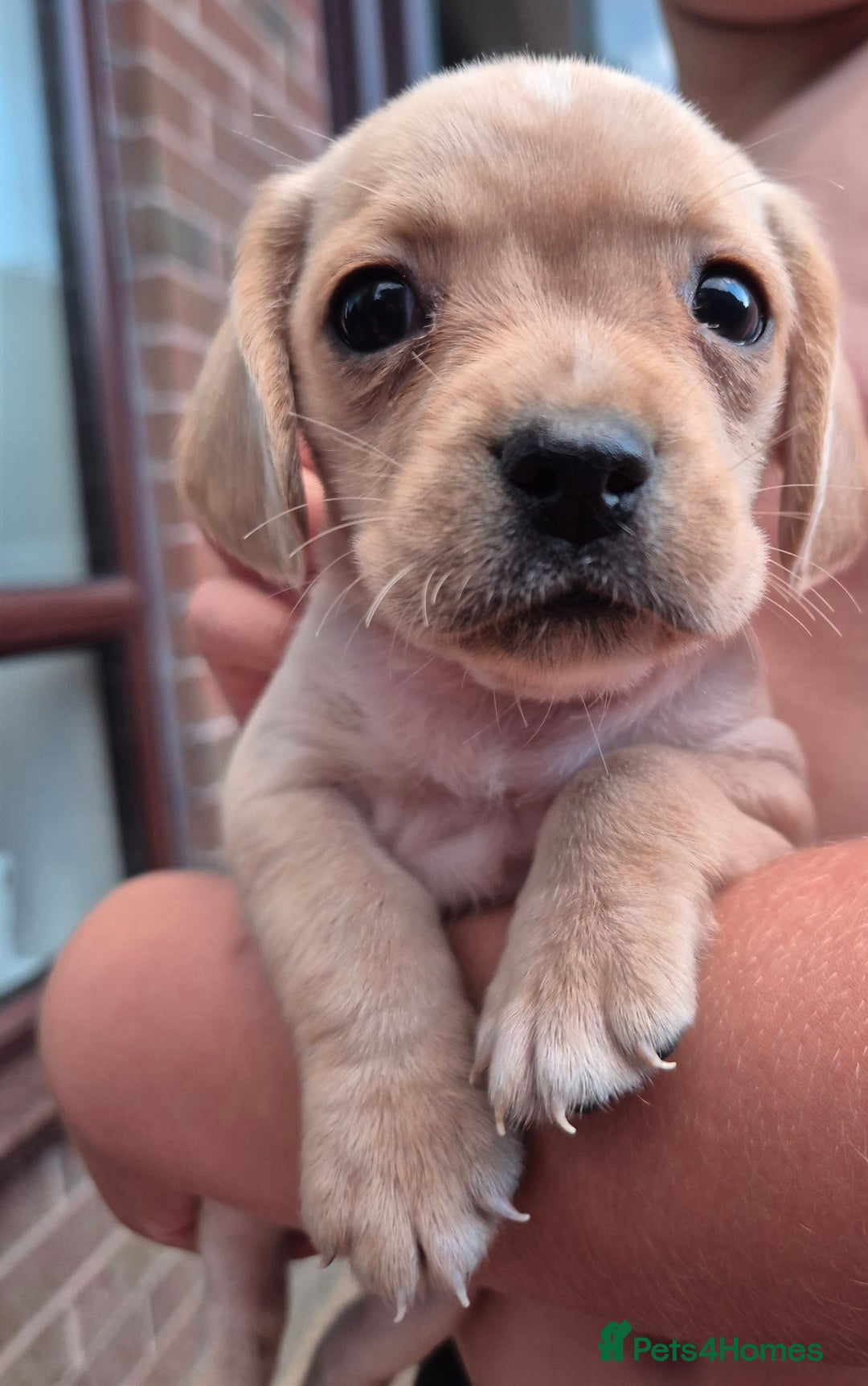 Mixed Breed dogs for sale: Pug x king charles cavalier  - Image 5