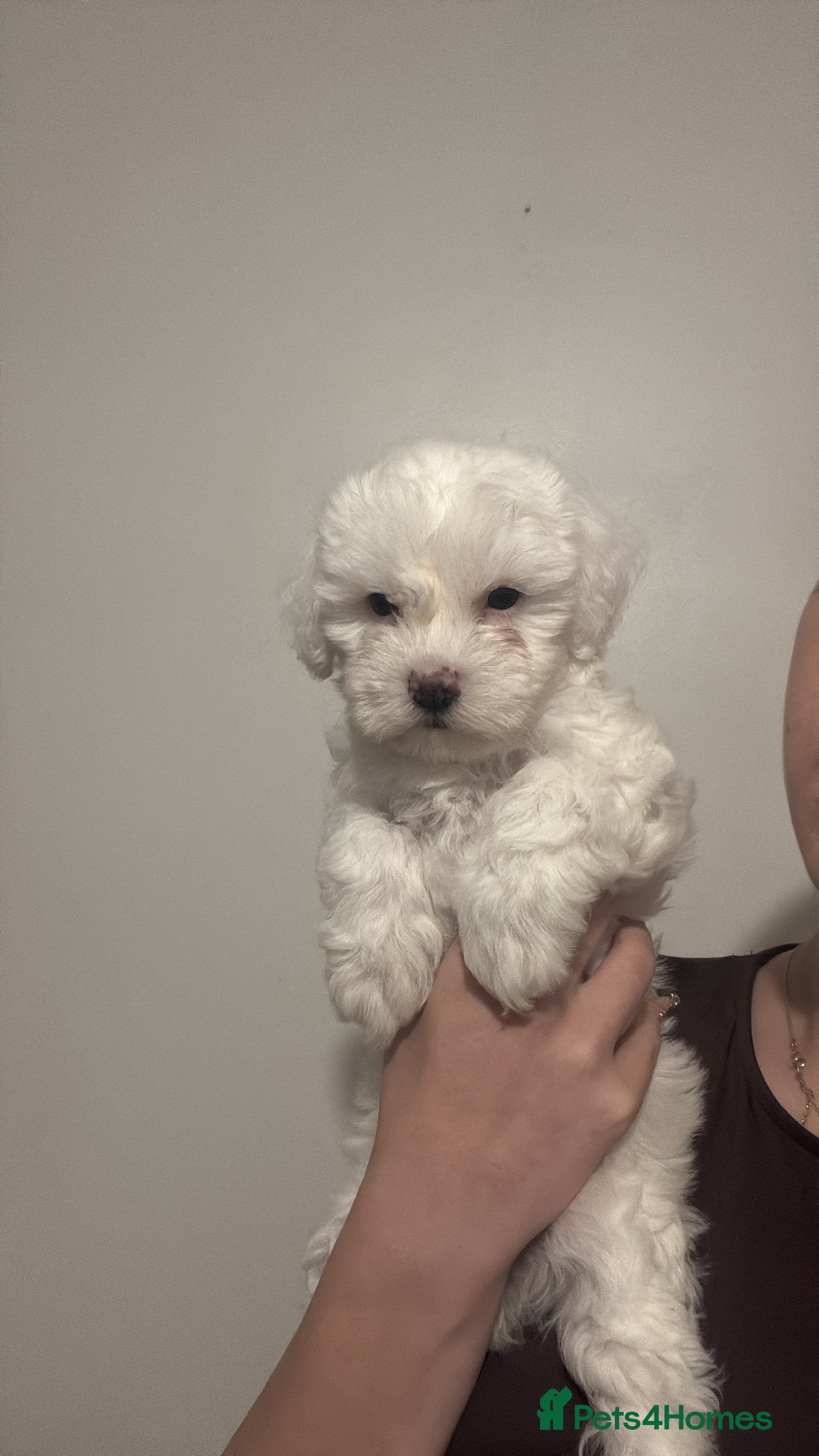 Bichon Frise dogs Beautiful Bichon Puppies - Advert 2