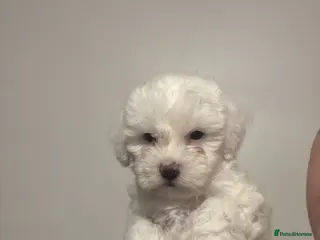 Bichon Frise dogs Beautiful Bichon Puppies - Advert 2